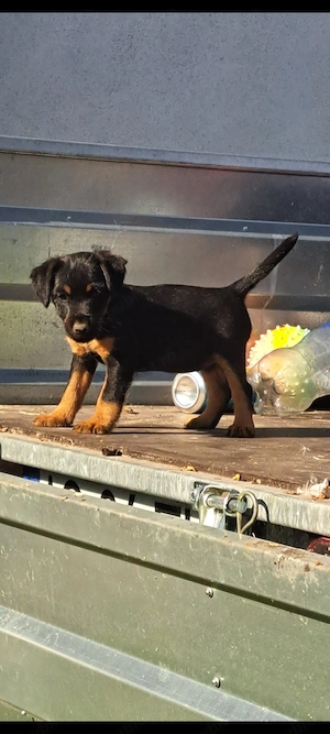 Pui jagdterrier