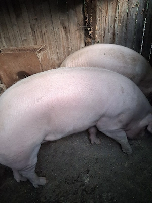 vand porc de carne  - imagine 3