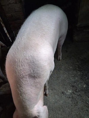vand porc de carne 