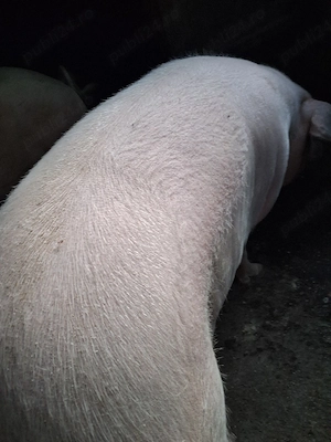 vand porc de carne  - imagine 2