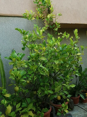 Lamai pe rod (citrus limon) 2,5m