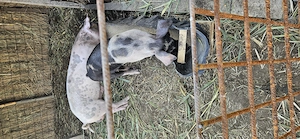 Porci pentru Crăciun  - imagine 3