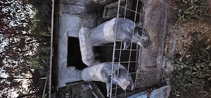 Porci pentru Crăciun 