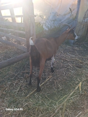 Capra alpina franceza
