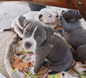 Pui Amstaff crescuti la curte - imagine 4