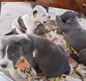 Pui Amstaff crescuti la curte - imagine 3