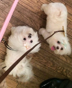 pui bichon maltese mini toy  - imagine 4