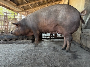 Vand scroafa duroc intre 230 250kg pentru taiat sau tinut  - imagine 4