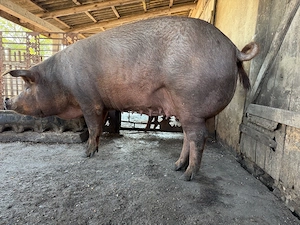 Vand scroafa duroc intre 230 250kg pentru taiat sau tinut  - imagine 2