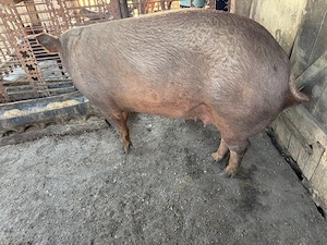 Vand scroafa duroc intre 230 250kg pentru taiat sau tinut  - imagine 5