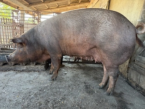 Vand scroafa duroc intre 230 250kg pentru taiat sau tinut  - imagine 3
