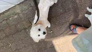 Vand urgent Maltipoo talie medie 8 luni - imagine 3