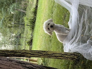 Vand urgent Maltipoo talie medie 8 luni - imagine 4