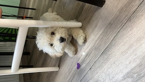 Vand urgent Maltipoo talie medie 8 luni - imagine 2
