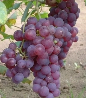  Struguri pentru vin,  Rosioara si Struguri Albi ,DABULENI,  2.5 lei kg   O744 5noua7 trei87