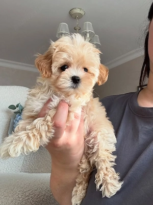 Maltipoo puiuți - imagine 5
