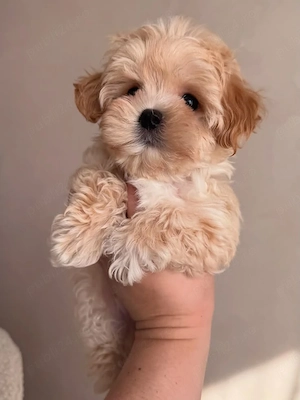 Maltipoo puiuți - imagine 3