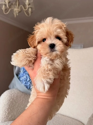 Maltipoo puiuți - imagine 2