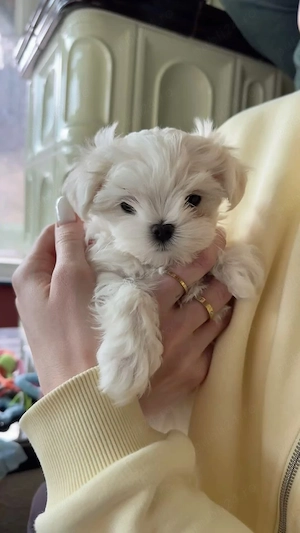 Bichon toy pui - imagine 3