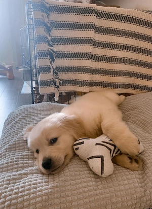 Golden retriever puiuți  - imagine 2