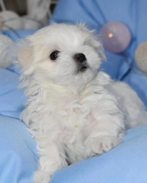 Bichon toy pui - imagine 2