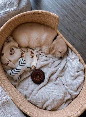 Golden retriever puiuți  - imagine 4