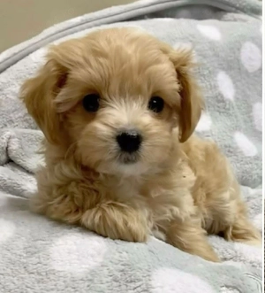 Maltipoo pui superbi