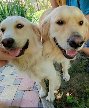 Golden retriever puiuți  - imagine 5