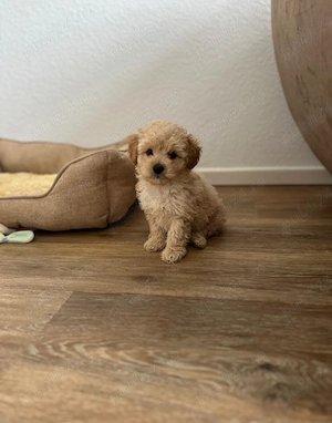 Maltipoo pui superbi - imagine 2