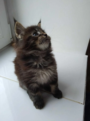 Maine coon pisoiași - imagine 3
