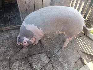 Porc pentru sacrificat - imagine 5