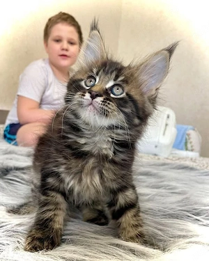 Maine coon pui superbi - imagine 3