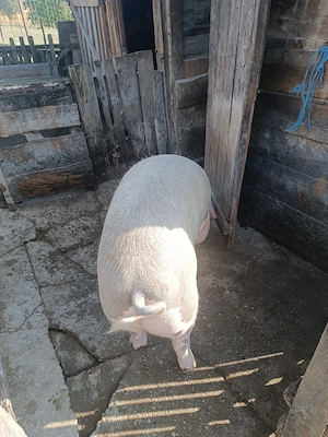 Porc pentru sacrificat - imagine 2
