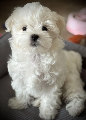 Bichon toy puiuți superbi