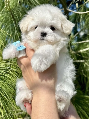 Bichon toy puiuți superbi - imagine 2