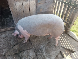 Porc pentru sacrificat - imagine 3