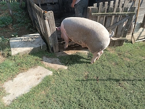 Porc pentru sacrificat
