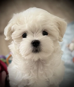 Bichon toy puiuți superbi - imagine 3
