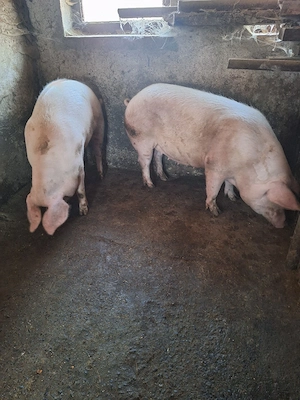 porci de vânzare  - imagine 3