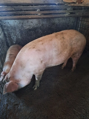 porci de vânzare 