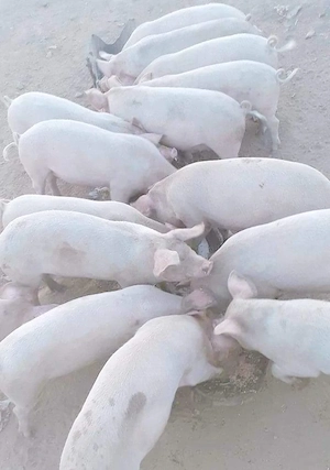 14 lei porci crescuți în gospodărie 