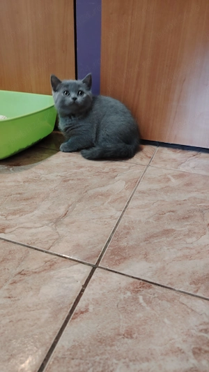 Pisic băiat și fata brithis  - imagine 2