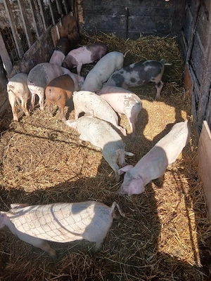 de vânzare 12 bucăți castrați vaccinați mânca orice mai multe detalii la telefon 30 35 kg unul  - imagine 3