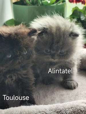 Persani afectuosi  caută stăpâni potriviti