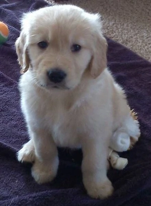 Golden retriever pui