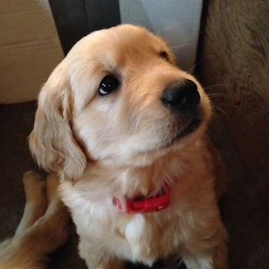 Golden retriever pui - imagine 2