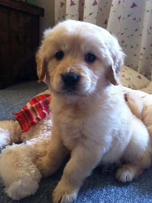 Golden retriever pui - imagine 3