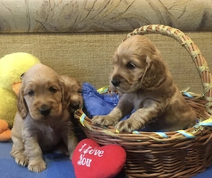 Cocker spaniel pui - imagine 2
