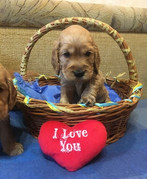 Cocker spaniel pui - imagine 4