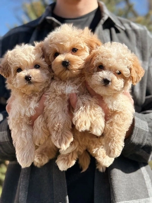 Maltipoo pui